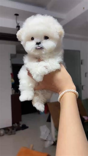 🇨🇳✈️ 韩系超小体比熊 不掉毛的小乖乖Mini Bichon Frise 漂亮大眼睛 雪白爆毛下个星期可以到🇲🇾#比熊 #小体比熊 #韩系比熊 #进口比熊 | Minipups Bichon Pomeranian 比熊 英系博美