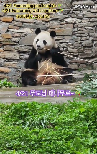 🌌4/21 푸모닝 대나무로~🎋4/21 Fumorning con bambú~🎋4/21 Fumorning with bamboo~🎋(9:15분)🏡26.4.21🦧a10.5#FUBAO#펀치
