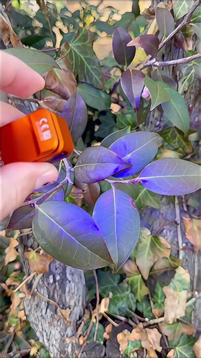 This is the Oclip Pro S — and it’s way more than just a small light. #olightworld #tech #edc