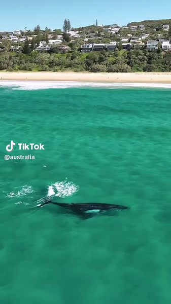 Queensland beaches are best enjoyed with mates 🐋🐬 Visitors to the white sand shores of @Noosa, Queensland’s Sunshine Beach were recently treated to unreal scenes as whales and dolphins splashed past together. 🎥: @Lewis 📍 : Noosa, @Visit Sunshine Coast, @Queensland, Australia #SeeAustralia #ComeAndSayGday #ThisIsQueensland #SunshineCoast ID: Text over video reads
