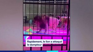 L’effroi du public alors qu’un lion attaque son dompteur dans un cirque