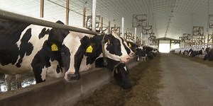 Manure tech helping cut greenhouse gas emissions on Vt. dairy farms