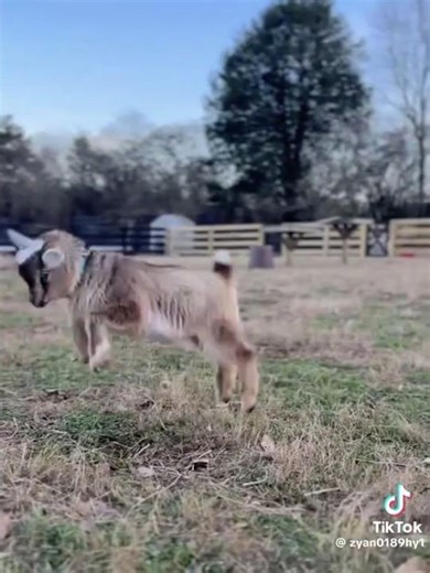 #chèvre 🐐 # chevreau#chevrette bébé chèvre qui saute# troupeau chèvre# المعز#ferme agriculteurs sud