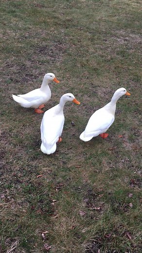 Enjoy the Graceful Flight of White Pekin Ducks