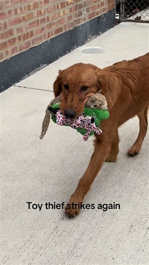 Golden Retriever Toy Heist: Playful Pup's Mischief