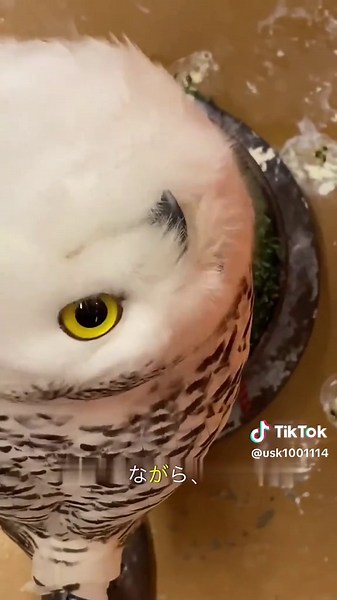 ツンデレ顔なのに甘えん坊🦉❄️ シマフクロウの可愛さに癒される…！ #シマフクロウ #フクロウ #かわいい #癒し #動物