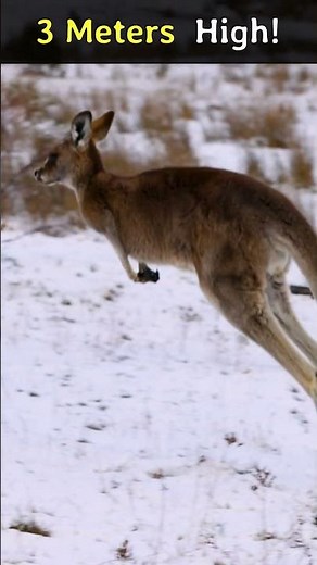 🦘 The Highest Jump by a Mammal: The Kangaroo