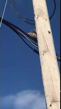 Squirrel 🐿 shocked by power line!!!! 😖😣😳