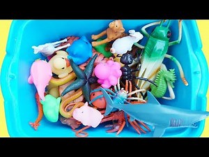 Box of Wild Animals Learn Colors and Learn Animal Names Sharks For Kids