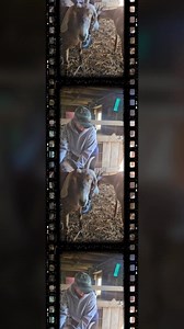 32 reactions · 4 comments | When the property manager's childhood best friend comes to visit ❤️ | Patsy's Pastures | Facebook