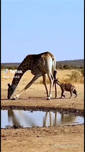 giraffe vs Hynea 8x