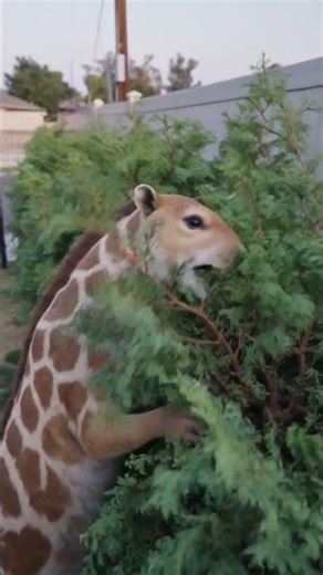 Backyard hedge service was NOT human #earthnextdoor #wildlifesighting #topiary