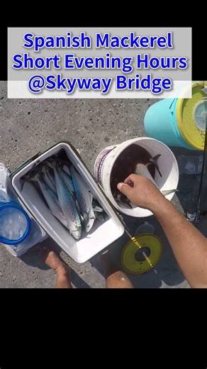 Spanish Mackerels in Short Evening Hours @Skyway Bridge | 【爆釣】夕方の短時間でサワラ爆釣！スカイウェイブリッジの底力 #shorts