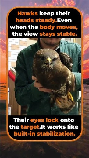 Hawks Have Built In Camera Stabilization
