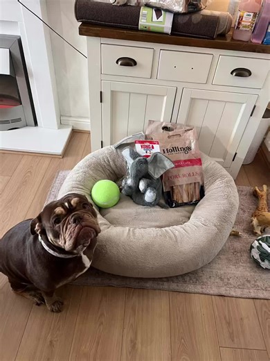 Happy 4th Birthday to Our English Bulldog Sunny!
