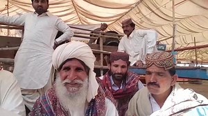 11K views · 721 reactions | Gulabi and Kamori Goat Breeders of Sindh Review about Sindh Livestock Expo 2020 For details Follow me on Twitter https://twitter.com/NarejoOfficial?s=09 Follow me on Instagram https://www.instagram.com/narejoprince?r=nametag Follow me on Facebook https://www.facebook.com/Hassan-Narejo-Official-471544593344491/ | Narejo GOAT FARM | Facebook