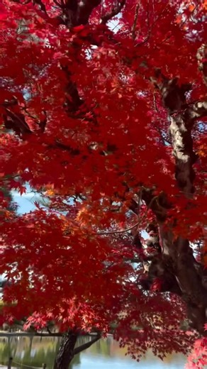 地域密着ポータルサイト - ぐるっと松本 | 【松本城 × 紅葉、今年いちばんの絶景🍁】 お城の白と、紅葉の赤が重なる瞬間。 思わず立ち止まっちゃうくらい綺麗だった…！ 📍松本城（長野） ✔︎ 見頃：11月上旬〜中旬 ✔︎ お堀の北側が“写真が映える”人気スポット ＼ 松本の紅葉行く予定の人は 保存 ／ ＼... | Instagram