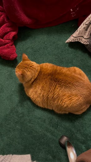 Big Mad Ginger Cat Compilation | Funny Cats of TikTok