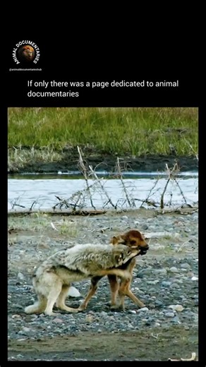 Animal Documentaries Hub on Instagram: "Just @animaldocumentarieshub"