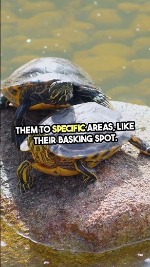 Master Pet Turtle Training: Tips & Tricks 2025! #TurtleCare