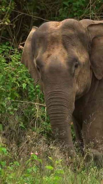 Up Close with the Wild: Stunning Moments in Nature Photography