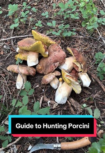 Your Quick Guide to Porcini Mushroom Hunting