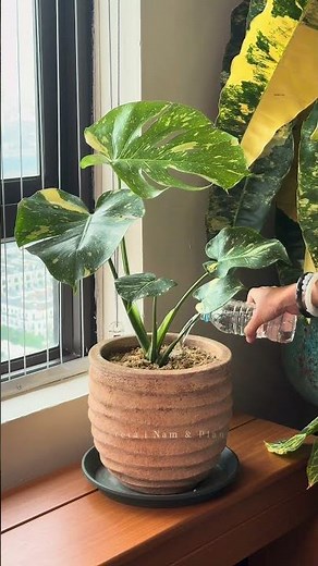 💯 My Indoor Monstera Care Routine✨