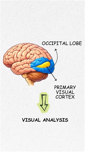 MedMingle on Instagram: "Confused by the visual pathway? 👁️😵‍💫 This simple mnemonic will help you remember the pathway from retina → optic nerve → chiasma → tract → visual cortex in seconds — perfect for physiology exams & viva! 🧠✨ No more mixing fibers during last-minute revision 📚⚡ Save it, share it, and revise smarter! Follow for high-yield medical mnemonics 🚀 #visualpathway #physiologymnemonic #mbbsphysiology #medicalstudents #studyhacks"
