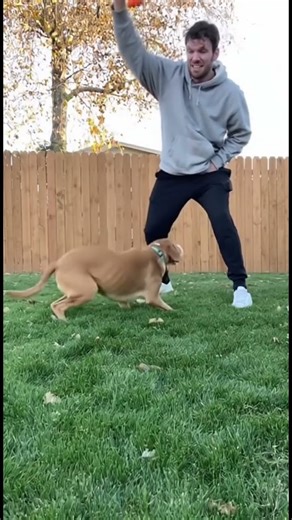 “Super joy”😂😅. #dogs #viral