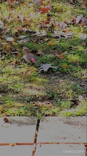 "So Rare" here - Male House Finch with vivid red markings. Visiting. Fly-off pix. Tennessee USA 🎶