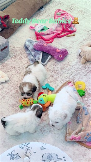#shichon #teddybeardog #shichonpuppy #shichonsoftiktok #familyteddybears #therapydog #new #4urpage #foryoupage #4u #foryoupage #nonshedding #sweetestdog #adorableanimals #dogmomlife #newpuppyvibes #perfectpuppy #puppytiktok #shihtzulovers #bichonfrisé #pet #petsoftiktok #cutestpuppies