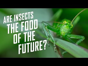 Eating Insects For Science