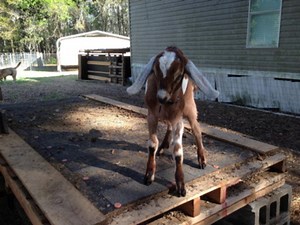 Raw Local Honey Keeps Business Buzzing