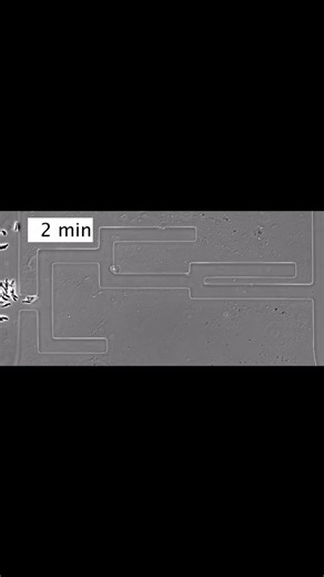 766K views · 3.1K reactions | Cells are particularly good at solving mazes, according to a 2020 Science study that demonstrates how they are able to navigate long and complicated routes through the body using self-generated chemoattractant gradients. Learn more: https://scim.ag/4fKonNK #ScienceMagArchives | Science | Facebook