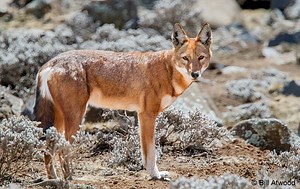 Ethiopian Wolf Facts | Anatomy, Diet, Habitat, Behavior - Animals Time