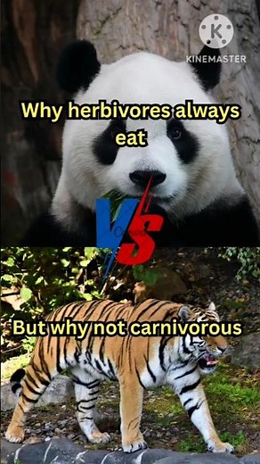 why do 90% herbivores spend most of their time at grazing #herbivory