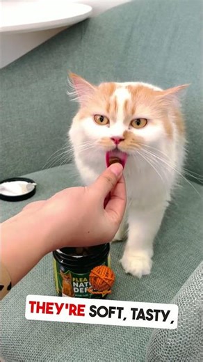 Easy Application Desires Cat Chews 9x16