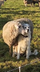 245K views · 7.3K reactions | When you're just trying to work but your co-worker won't you leave alone! 藍藍 | The Woof World | Facebook