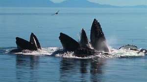 How these spiders use bubbles to live underwater