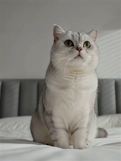 Crazy Cat Jumps from Bed to Sofa in Seconds
