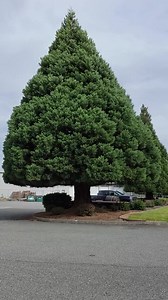 Giant Sequoia Tree (sequoiadendron Giganteum) - Etsy