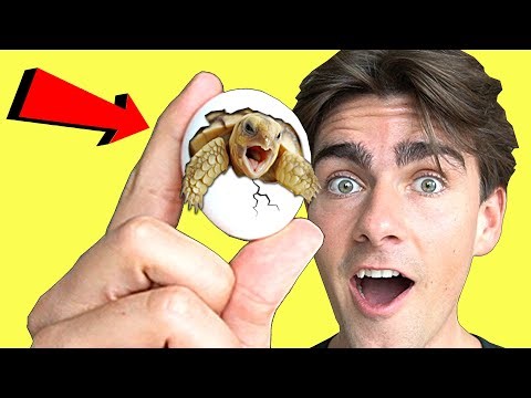 SLIPPER 200 BABY SKILDPADDER LØS - Sri Lanka