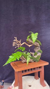 🏔️🚿a combination of stone, moss, and wild fern plants #bonsai #bonsailovers #bonsaitree #bonsaiart #fblifestyle | Ara Jaber Bonsai