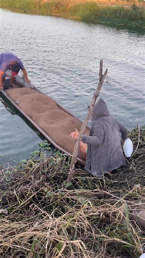 Tilapia Feeding time🤩❤️ #asfarmingph #amjefarm #tilapiafarming #tilapia | As Farming Philippines