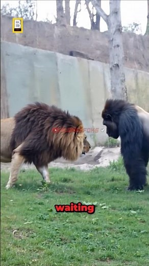 Lion VS Gorilla Meet Secretly at The Zoo!