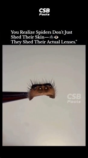 Spider Leaves Behind Its Eyes After Molting 🤯🕷️