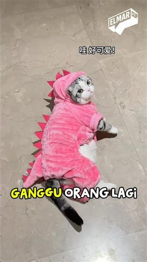 JOJOSAURUS🦖😸😸#shorts #viral #kucinglucu #kucingviral #kucinggemoy