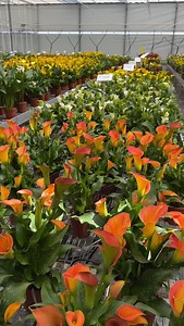 14K views · 3.3K reactions | Calla lilies are fantastic flowers!朗 ✅ Order exclusive varieties of calla bulbs directly from the growers at Dutch-Bulbs.com (link in BIO) #calla #callalily #zantedeschia #callalilies #kalla #callabulbs #callabollen #callazwiebeln #callas #callalillies #callalilly #callalilybouquet #callalilyblack #captaincalla #dutchlilydays | DUTCH-BULBS.COM | Facebook