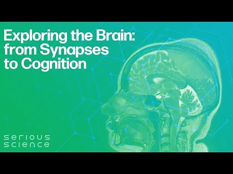 Exploring the Brain: from Synapses to Cognition