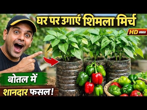 🫑Terrace Capsicum Farming 100% Organic #simlamirch #organicgardening #farming